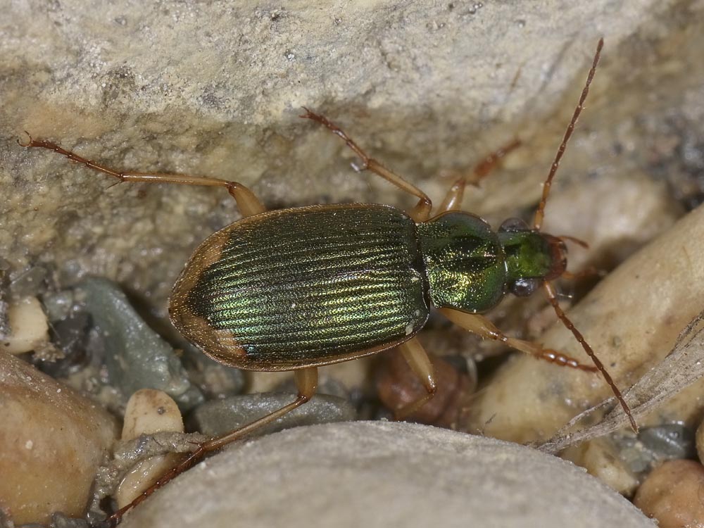 Chlaeniellus vestitus